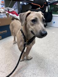 Shelter Stray Female Dog last seen Unknown, NEW YORK, NY, 10029, 326 E 110th St, New York, NY 10029, USA