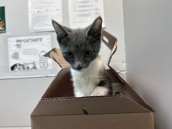 Shelter Stray Female Cat last seen NEW YORK, NY, 10029, 326 E 110th St, New York, NY 10029, USA