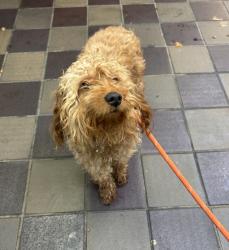 Shelter Stray Male Dog last seen Near Melrose Avenue, BRONX, NY, 10451, 326 E 110th St, New York, NY 10029, USA