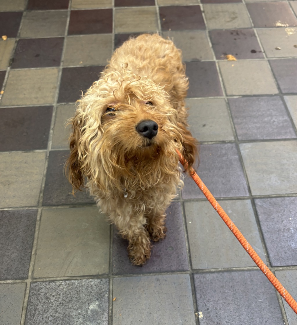 Shelter Stray Male Dog last seen Near Melrose Avenue, BRONX, NY, 10451, 326 E 110th St, New York, NY 10029, USA
