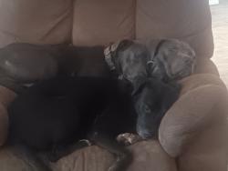 Reunited Female Dog last seen Sno ball Hiawatha st, Corpus Christi, TX 78405
