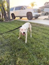 Found/Stray Female Dog last seen Goetz and Canyon Heights, Menifee, CA 92587