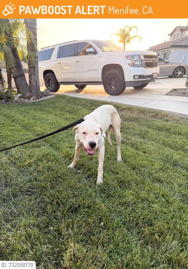 Found/Stray Female Dog last seen Goetz and Canyon Heights, Menifee, CA 92587