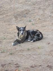 Found/Stray Male Dog last seen Valley drive & misty ridge, Riverside, CA 92505