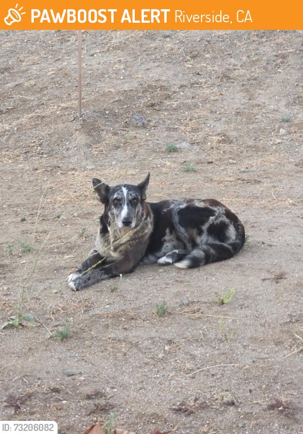 Found/Stray Male Dog last seen Valley drive & misty ridge, Riverside, CA 92505