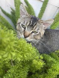 Lost Male Cat last seen phillips blvd, Pomona, CA 91766
