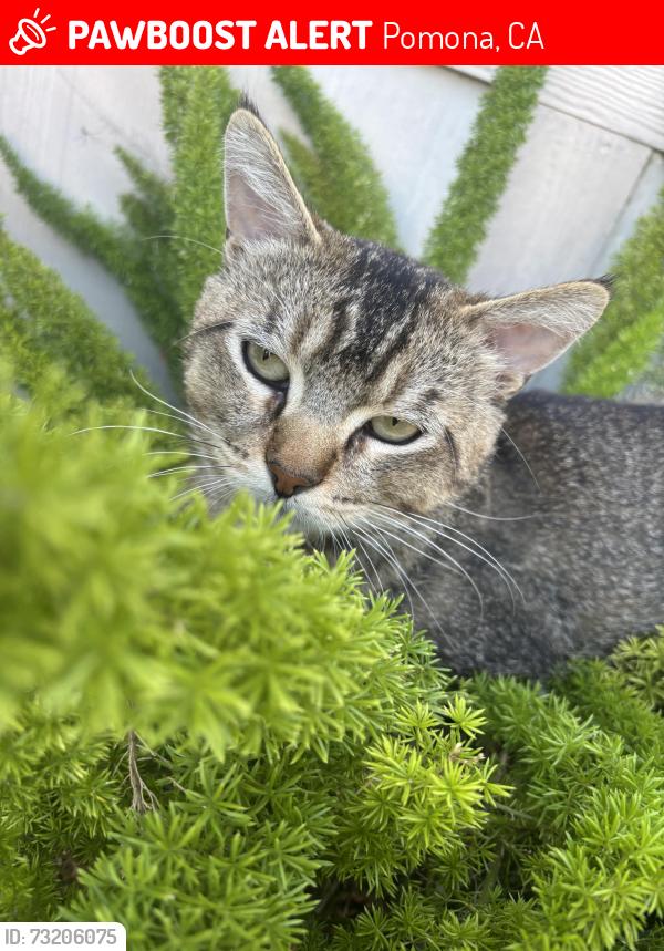 Lost Male Cat last seen phillips blvd, Pomona, CA 91766