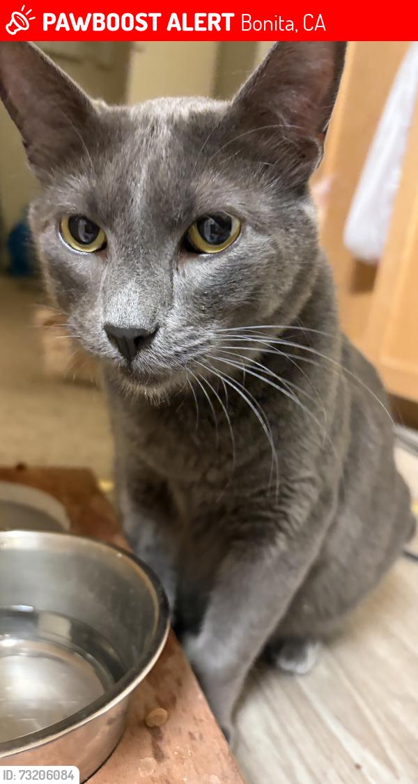 Lost Male Cat last seen CA-54 W, coming off of ALTA VIEW DRIVE, Bonita, CA 91902