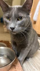 Lost Male Cat last seen CA-54 W, coming off of ALTA VIEW DRIVE, Bonita, CA 91902