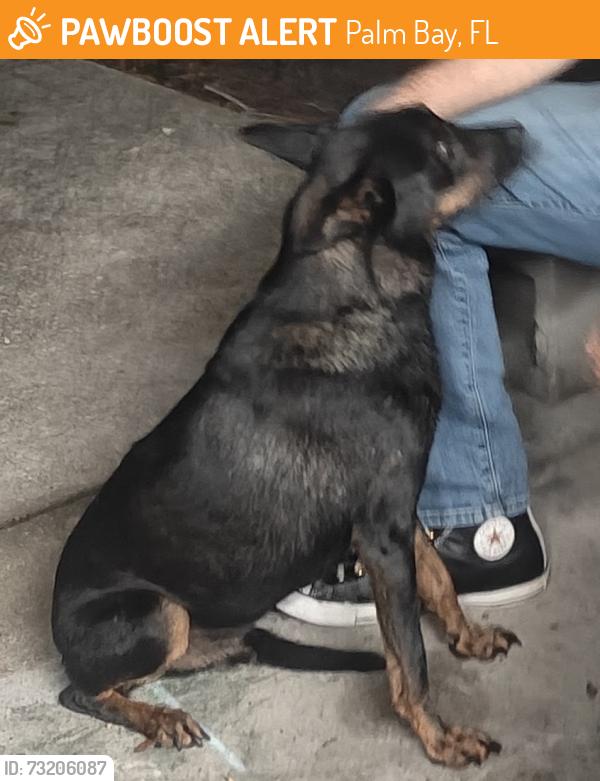 Found/Stray Male Dog last seen Eldron and Asturia Ave SE, Palm Bay, FL 32909