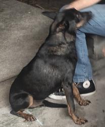 Found/Stray Male Dog last seen Eldron and Asturia Ave SE, Palm Bay, FL 32909