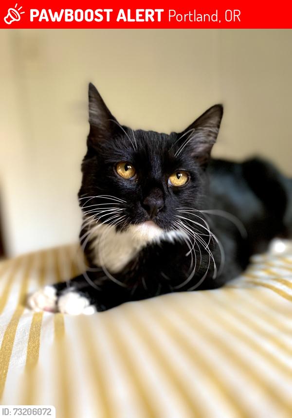 Lost Male Cat last seen Woodstock and Raymond, Portland, OR 97206