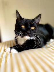 Lost Male Cat last seen Woodstock and Raymond, Portland, OR 97206
