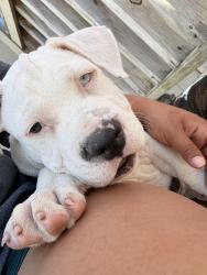 Lost Male Dog last seen Grant and Telge, Cypress, TX 77429