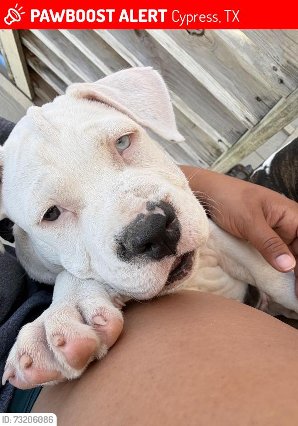 Lost Male Dog last seen Grant and Telge, Cypress, TX 77429