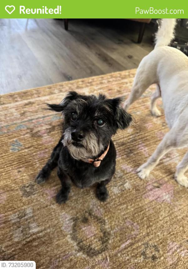 Reunited Female Dog last seen S 37th & S Asotin St, Tacoma, WA 98418