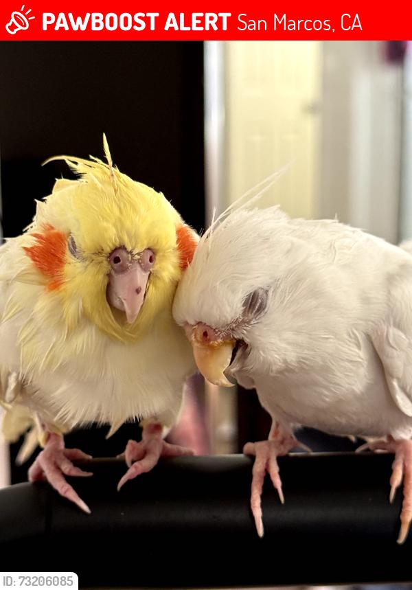 Lost Female Bird last seen calle capistrano, san marcos, San Marcos, CA 92069