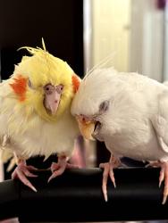 Lost Female Bird last seen calle capistrano, san marcos, San Marcos, CA 92069