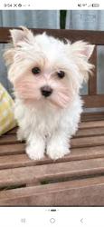 Lost Female Dog last seen 168th cr 19, Brighton, CO 80601