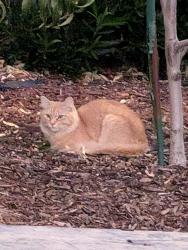 Found/Stray Unknown Cat last seen Tereyton ave and Bridgeport ave, San Ramon, CA 94583