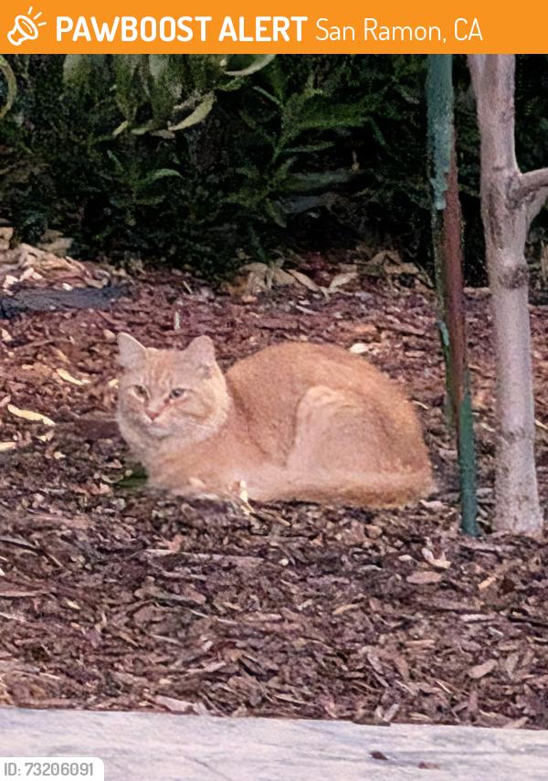 Found/Stray Unknown Cat last seen Tereyton ave and Bridgeport ave, San Ramon, CA 94583
