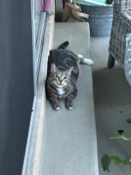 Reunited Male Cat last seen Emerald and Hawthorne, Torrance, CA 90503