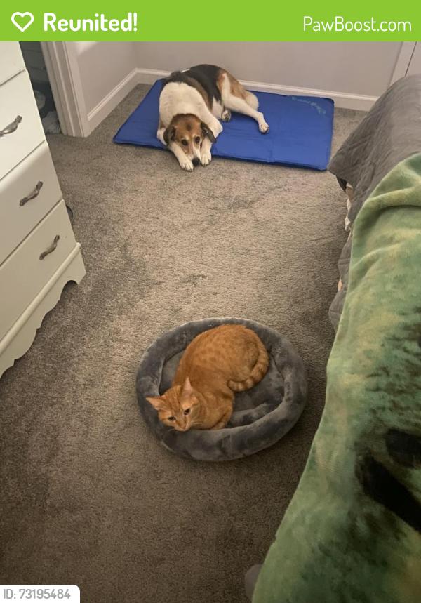 Reunited Male Cat last seen Near Plexor Ln, knightdale, NC 27545, Knightdale, NC 27545