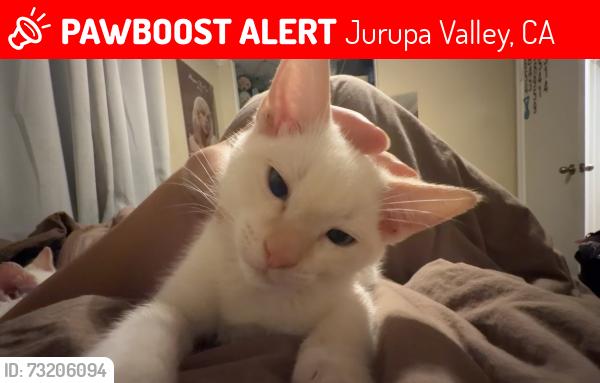 Lost Male Cat last seen rancho mira loma park, Jurupa Valley, CA 91752