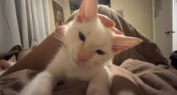 Lost Male Cat last seen rancho mira loma park, Jurupa Valley, CA 91752