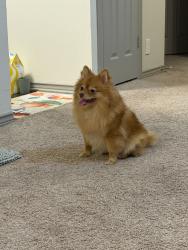 Found/Stray Female Dog last seen Building 15, Plano, TX 75093