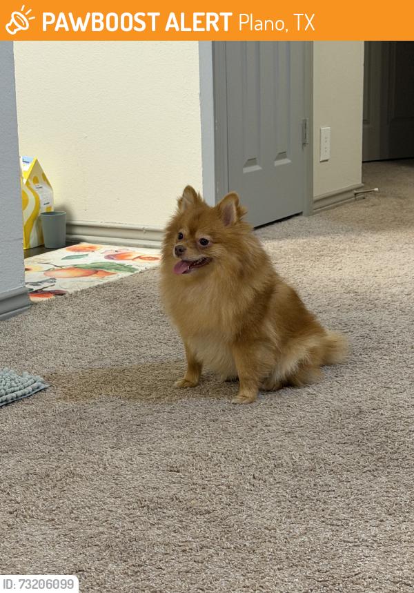 Found/Stray Female Dog last seen Building 15, Plano, TX 75093