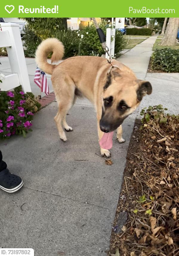 Reunited Male Dog last seen Tupper Street and Hayvenhurst, Los Angeles, CA 91343