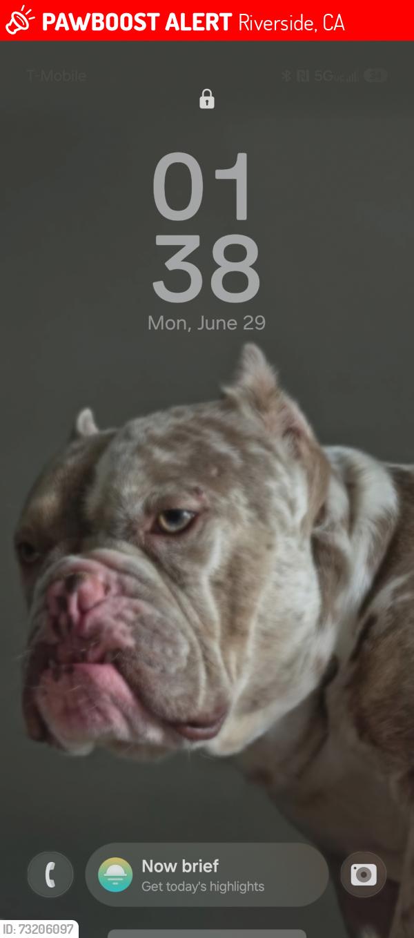 Lost Male Dog last seen Sierra Glen, Riverside, CA 92505