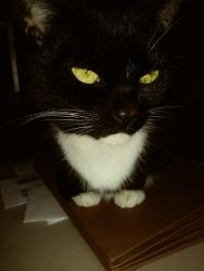 Lost Male Cat last seen Popes Head Arch & Glenview Drive, Virginia Beach, VA 23464