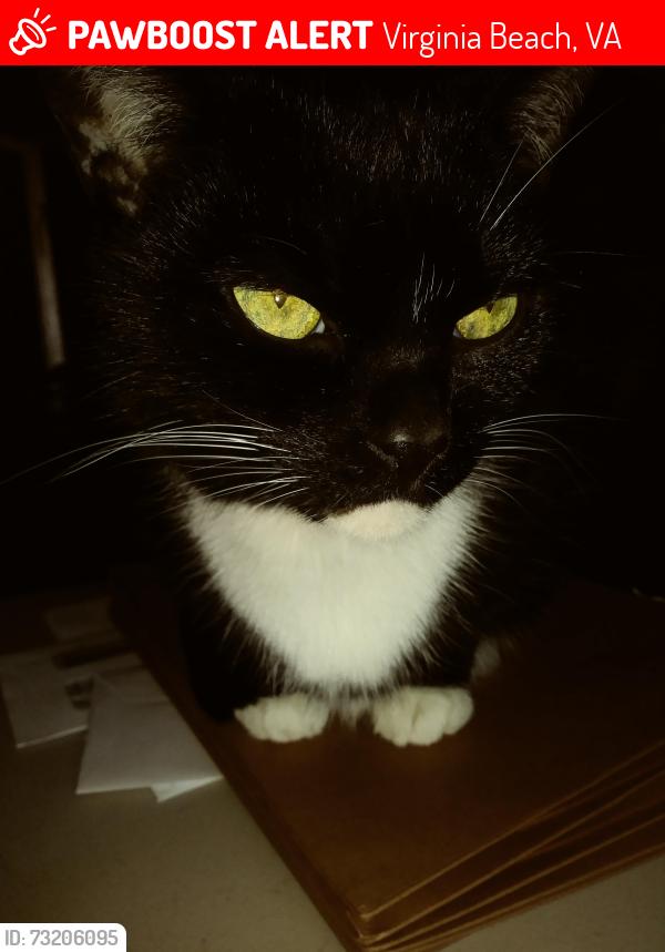 Lost Male Cat last seen Popes Head Arch & Glenview Drive, Virginia Beach, VA 23464