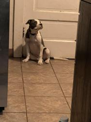 Reunited Female Dog last seen 33rd & Bruce Randolph, Denver, CO 80205