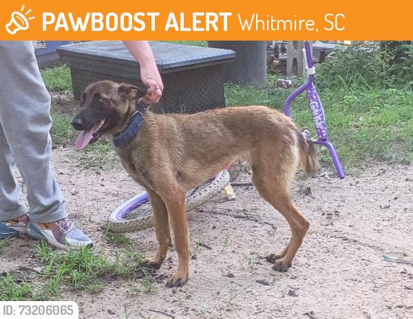 Found/Stray Female Dog last seen Hwy 66 between Whitmire School and Trash Dump, Whitmire, SC 29178