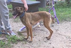 Found/Stray Female Dog last seen Hwy 66 between Whitmire School and Trash Dump, Whitmire, SC 29178