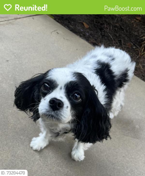Reunited Female Dog last seen Village and Runway, Los Angeles, CA 90094