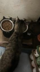 Reunited Male Cat last seen Near E 6th st, Beaumont, CA 92223, Beaumont, CA 92223