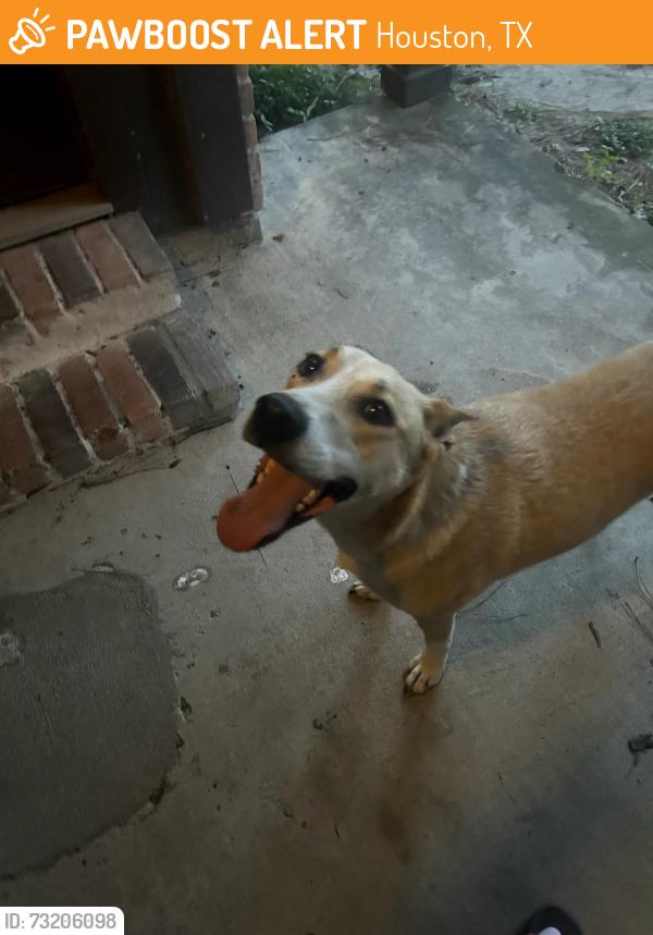 Found/Stray Male Dog last seen Hastings Green, Houston, TX 77065