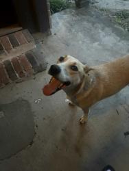Found/Stray Male Dog last seen Hastings Green, Houston, TX 77065