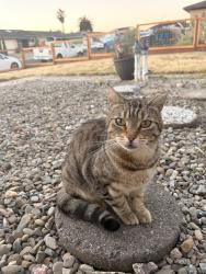 Found/Stray Unknown Cat last seen Southwood drive, San Pablo, CA 94806
