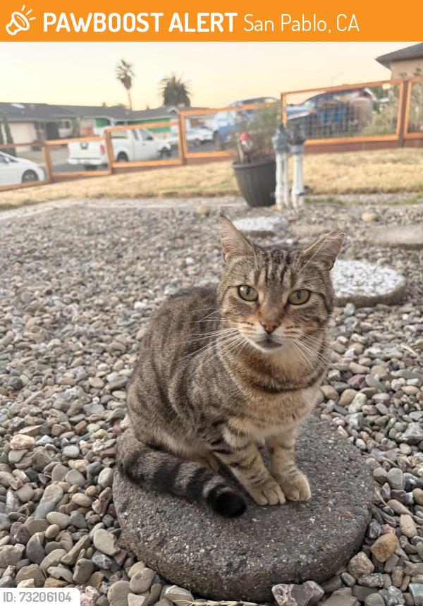 Found/Stray Unknown Cat last seen Southwood drive, San Pablo, CA 94806