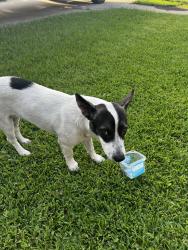 Found/Stray Female Dog last seen Almeda Genoa, Houston, TX 77075