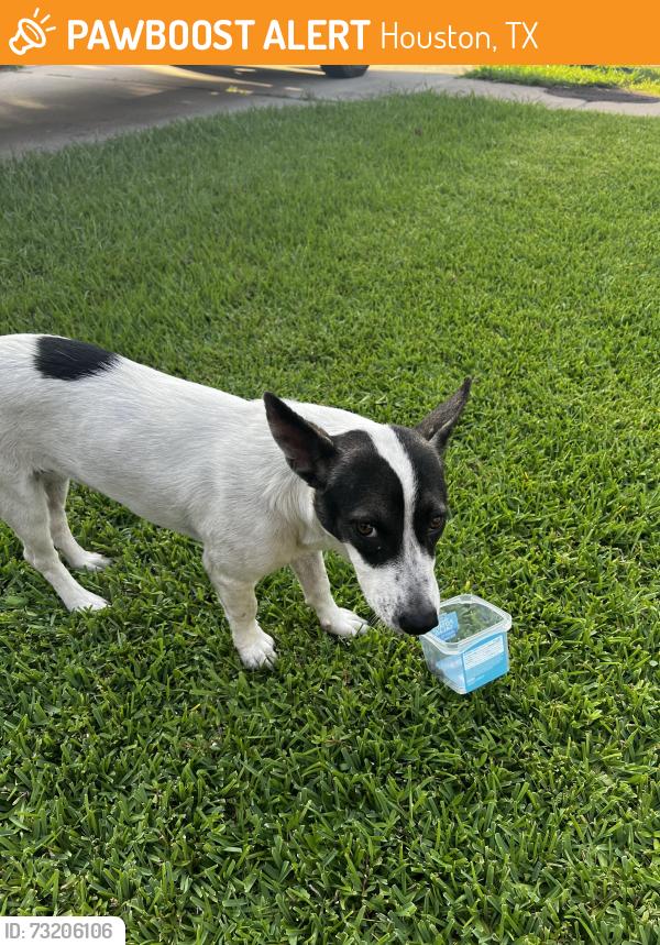 Found/Stray Female Dog last seen Almeda Genoa, Houston, TX 77075