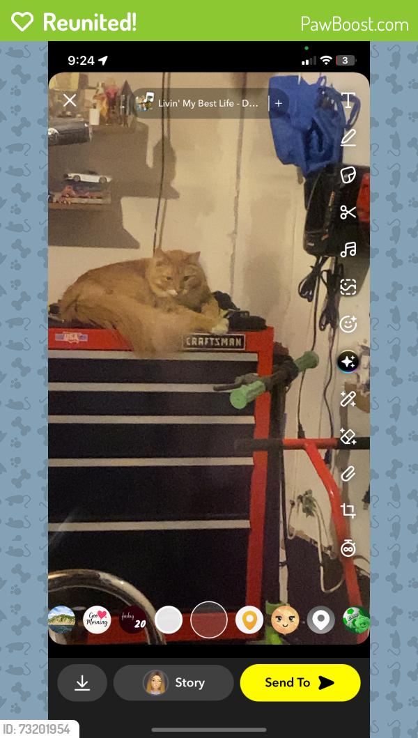 Reunited Male Cat last seen Belleview julian, Littleton, CO 80123