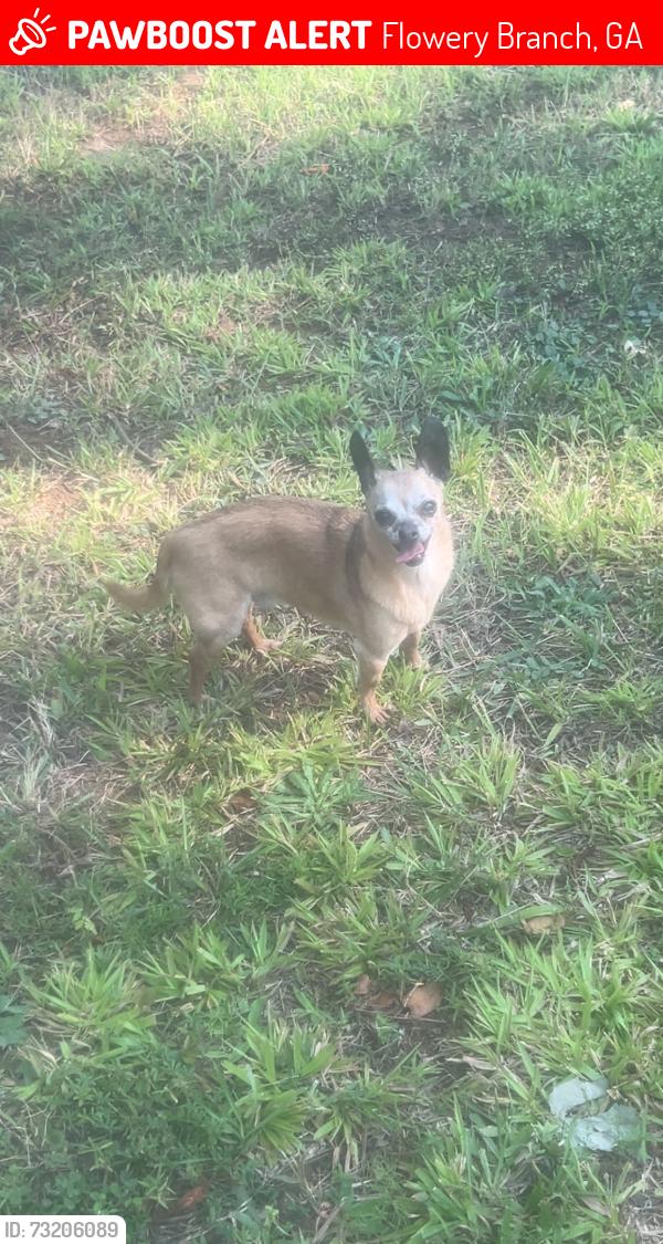 Lost Male Dog last seen Hog mountain road, Flowery Branch, GA 30542