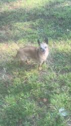 Lost Male Dog last seen Hog mountain road, Flowery Branch, GA 30542