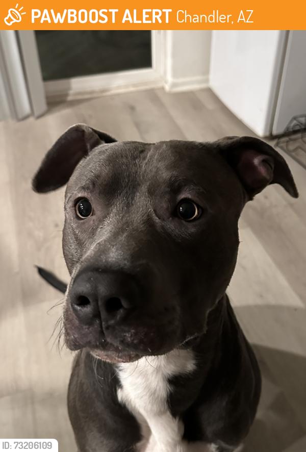 Found/Stray Male Dog last seen Ray and Alma school, Chandler, AZ 85224